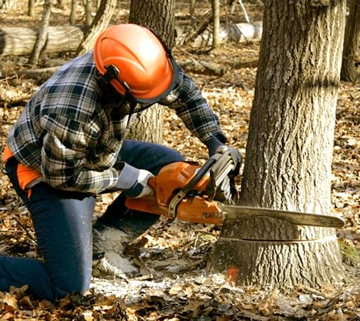 Tree Removal in Reva, SD